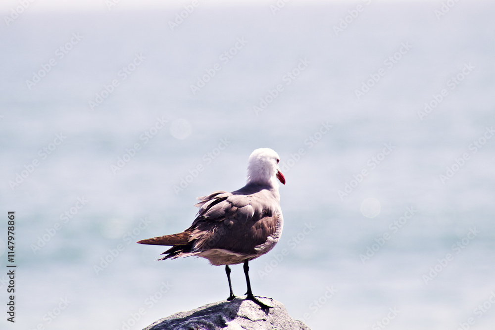 Fototapeta premium seagull on the beach