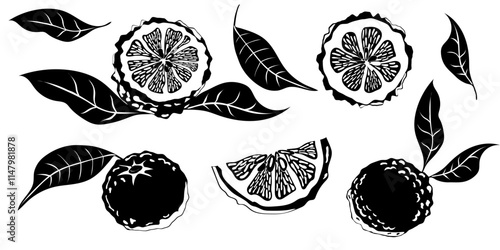 Hand drawn yuzu fruit. Set of Yuzu fruits isolated on a white background