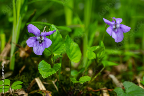 Viola odorata. Scent-scented. Violet flower forest blooming in spring. The first spring flower, purple. Wild violets in nature