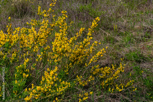 Chamaecytisus ruthenicus blooms in the wild in spring photo