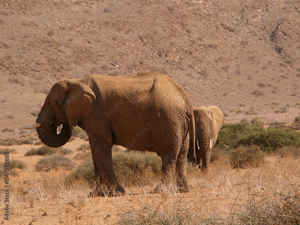 Fototapeta premium Elephant dans la brousse namibienne
