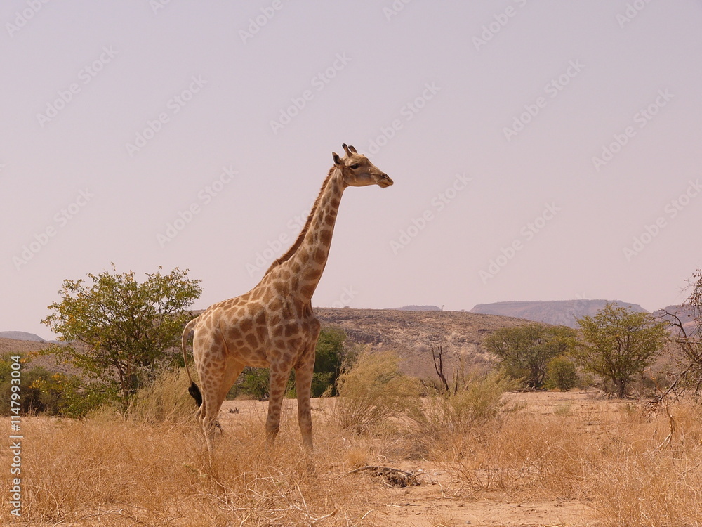 Girafe dans le désert namibien Girafe dans le désert namibien