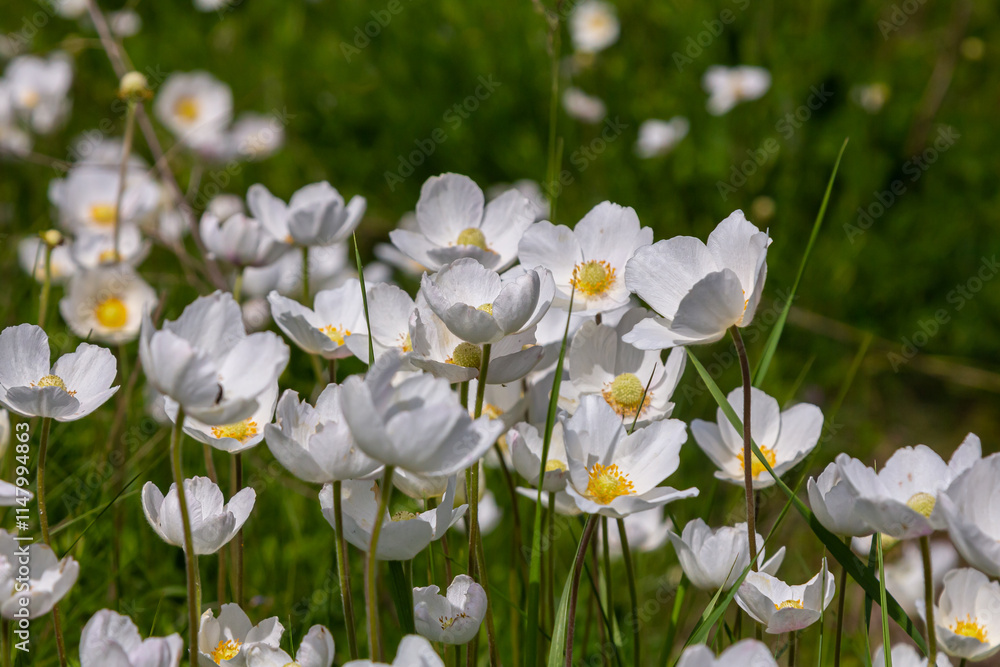Fototapeta premium Anemonoides sylvestris Anemone sylvestris, known as snowdrop anemone or snowdrop windflower, is a perennial plant flowering in spring