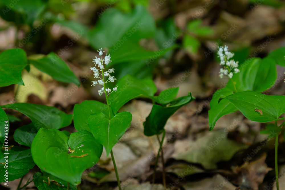 Maianthemum bifolium or false lily of the valley or May lily is often a localized common rhizomatous flowering plant. Growing in the forest Maianthemum bifolium or false lily of the valley or May lily is often a localized common rhizomatous flowering plant. Growing in the forest