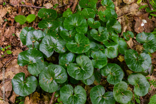 Shiny green foliage from wild ginger plants, Asarum europaeum photo