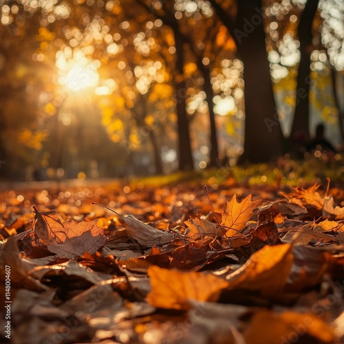 Wallpaper Mural Golden Autumn Leaves Blanket the Ground as Sunlight Filters Through Trees in a Serene Park During a Crisp Evening Torontodigital.ca