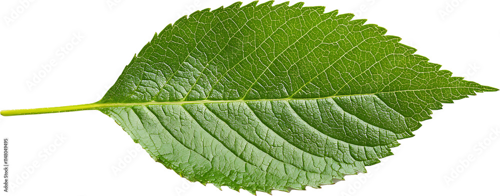 Fototapeta premium green leaf isolated on transparent background 