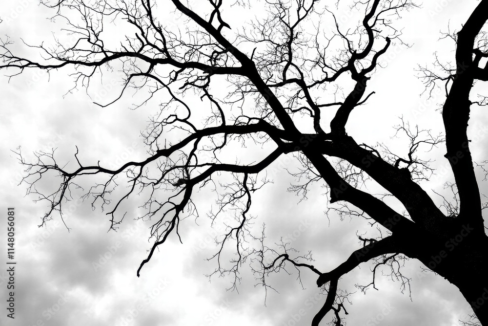 Dramatic Silhouette of a Leafless Tree Against a Gloomy Sky Emphasizing the Stark Contrast of Dark Branches and Light Clouds Dramatic Silhouette of a Leafless Tree Against a Gloomy Sky Emphasizing the Stark Contrast of Dark Branches and Light Clouds