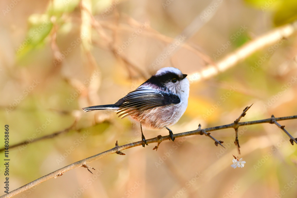 Fototapeta premium 秋に見られる長い尾を持つかわいい小鳥、身近な日本の野鳥、エナガ