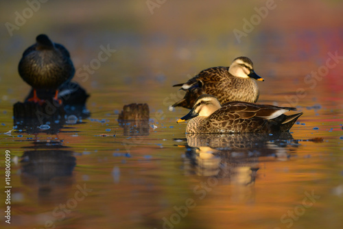 紅葉の秋に身近な公園の池で出会えるかわいい日本の野鳥、カルガモ photo