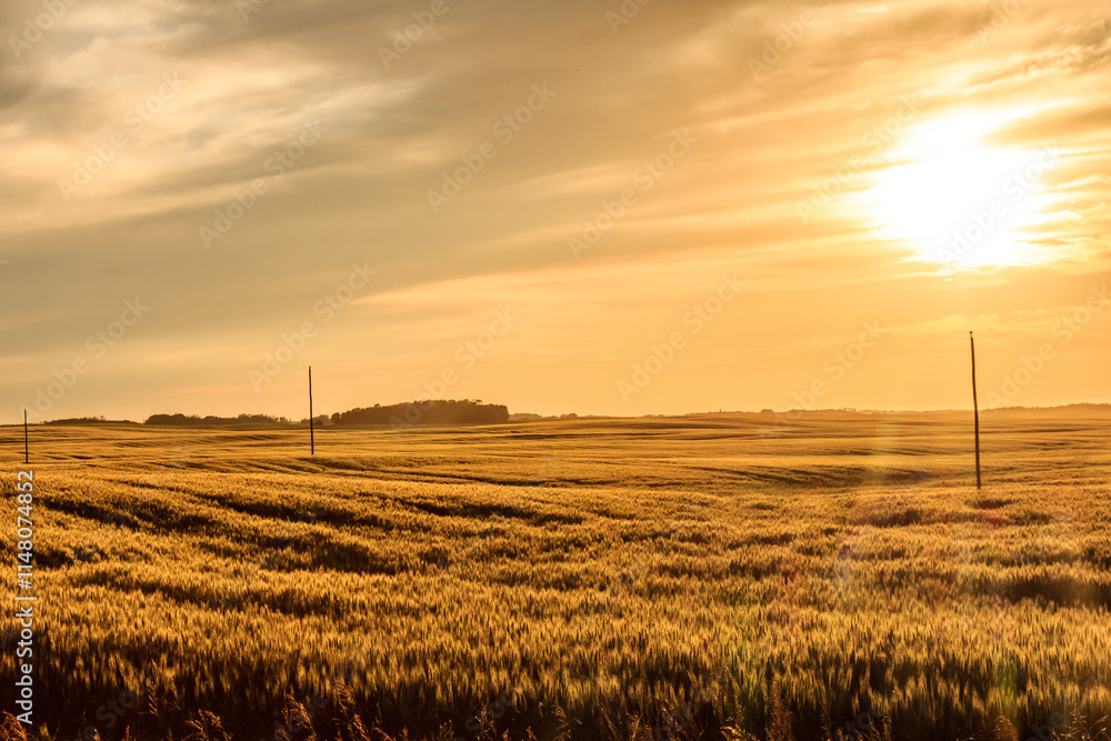 Fototapeta premium A field of tall grass with a sun in the sky