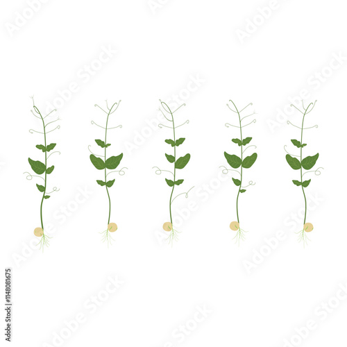 Microgreens. Set of pea sprouts isolated on transparent background.