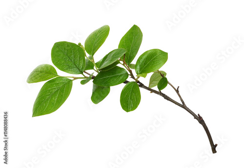 Fresh twig with green leaves isolated on white or transparent background