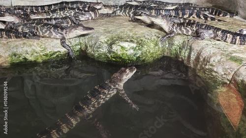 Crocodiles aquarium close-up. Dangerous amphibious reptiles live behind glass. The concept of species conservation and protection. Many crocodiles rest and sleep, swim in the water. Exotic animals