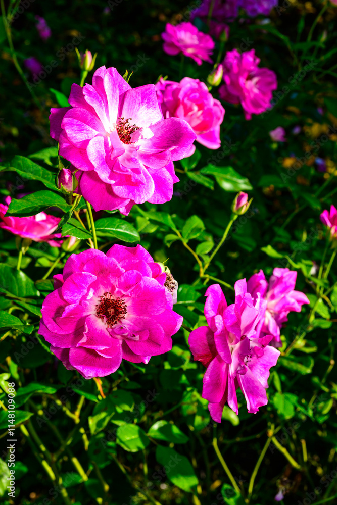 Rosa brilliant pink in autumn in the garden, Ukraine Rosa brilliant pink in autumn in the garden, Ukraine