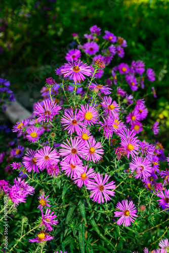 Red flowers with yellow stamens Aster in autumn in the garden, Ukraine