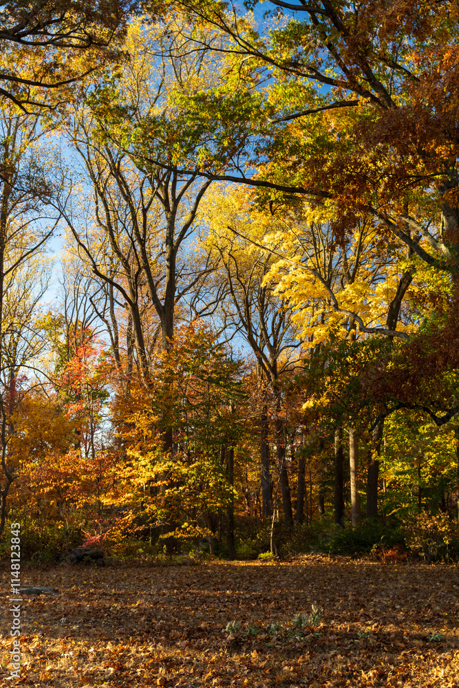 Naklejka premium A forest with trees in autumn colors