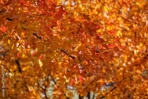 A wall of flaming foliage with a flaming red
