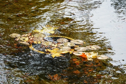 In winter, a pool of clear water and fallen leaves ripple
