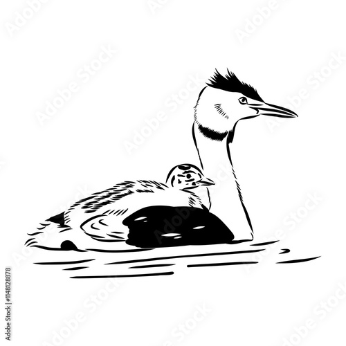 toadstool duck, vector sketch, Vector antique engraving drawing illustration duck
