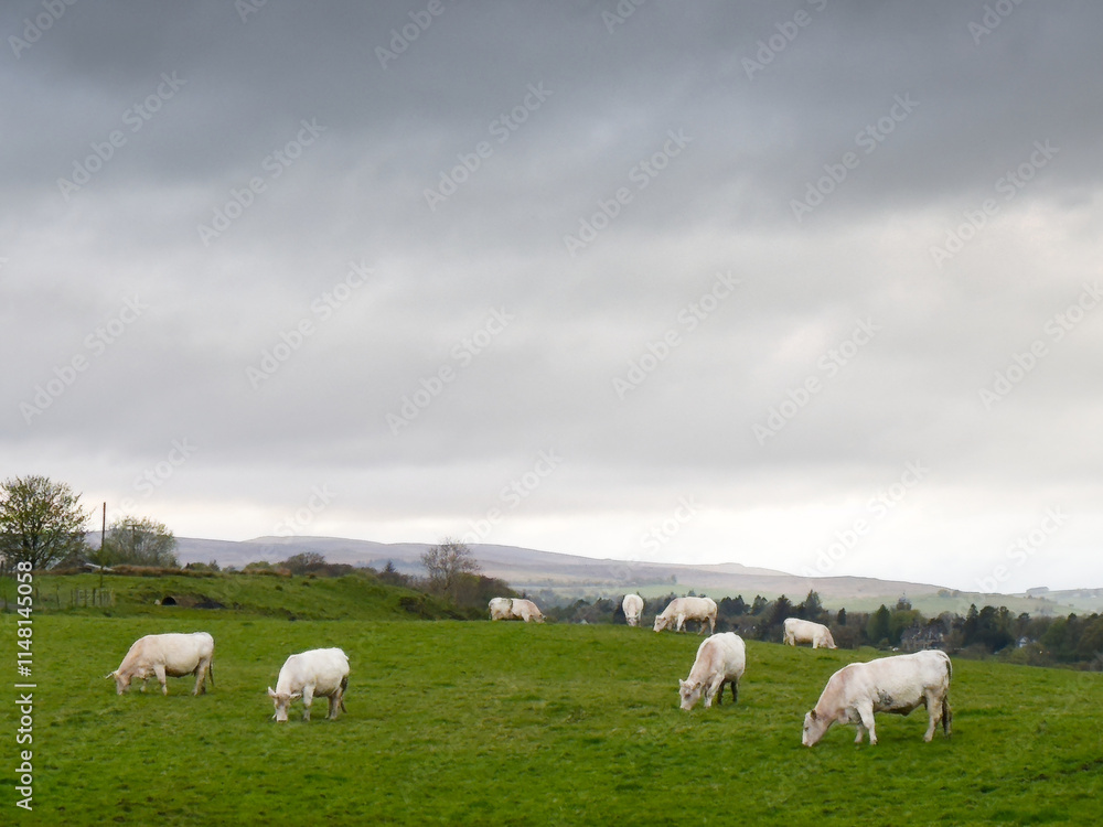 Cows in small group on farmland Cows in small group on farmland