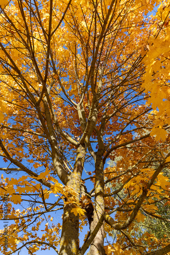 yellowing maple foliage before leaf fall yellowing maple foliage before leaf fall