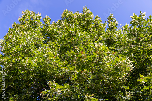 Wallpaper Mural a linden tree with fruits in the autumn season Torontodigital.ca