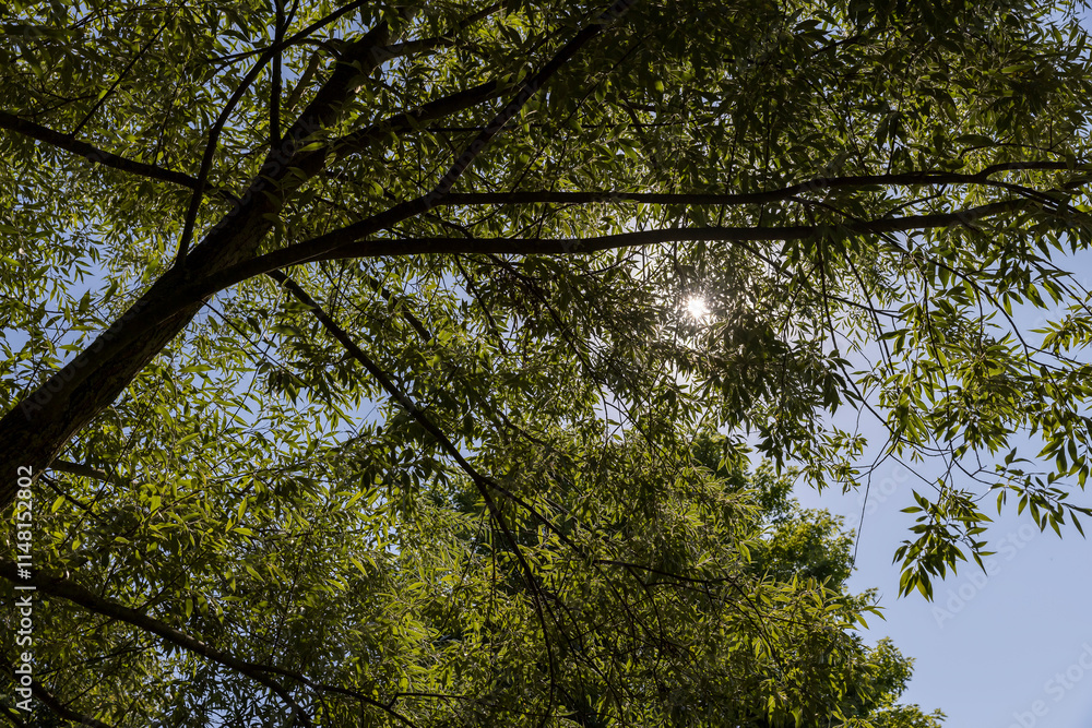 Fototapeta premium the beautiful foliage of the silver willow in sunny weather
