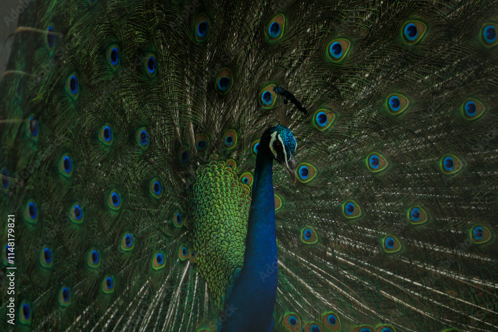 Obraz premium Elegant Peacock Displaying Its Magnificent Feathers. Peacock dancing in the rain
