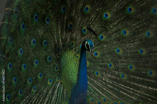 Elegant Peacock Displaying Its Magnificent Feathers. Peacock dancing in the rain photo