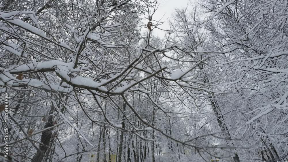 Upward view of snow-covered tree branches reaching towards a pale winter sky. The intricate patterns of the frosted limbs create a peaceful and serene atmosphere Upward view of snow-covered tree branches reaching towards a pale winter sky. The intricate patterns of the frosted limbs create a peaceful and serene atmosphere