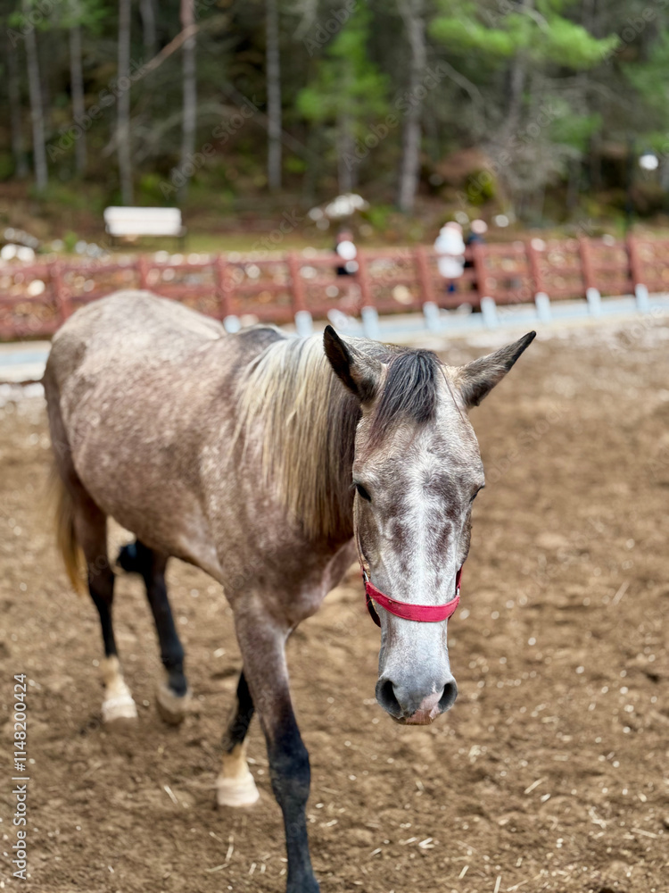 Fototapeta premium horse on farm nature forest