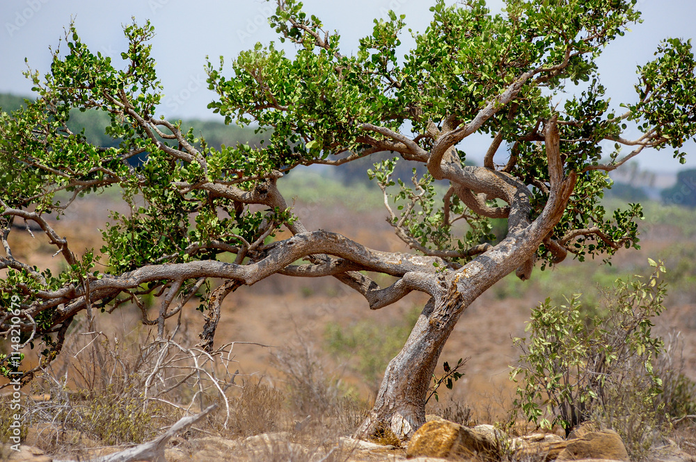 Fototapeta premium tree in the serengeti