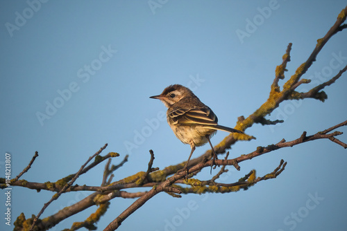 Schafstelze ( Motacilla flava ). photo