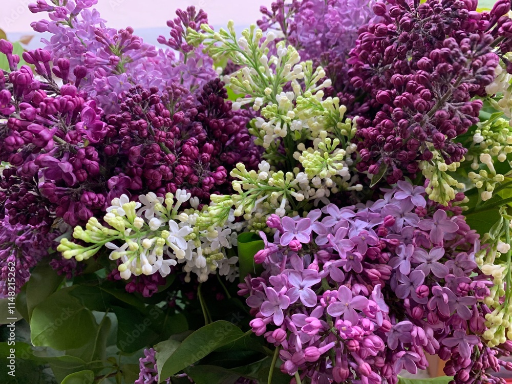 Colorful lilacs in a bouquet showcasing spring's beauty and freshness Colorful lilacs in a bouquet showcasing spring's beauty and freshness