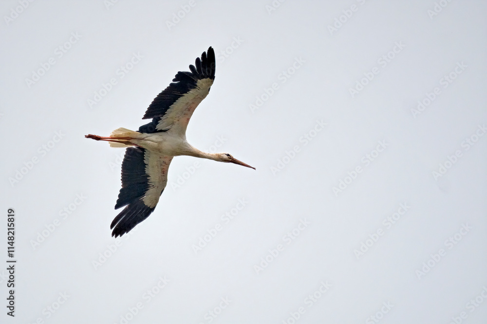 Fototapeta premium Weißstorch ( Ciconia ciconia ).