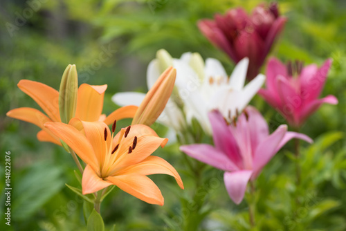 花のボケをバックに橙色のスカシユリの花