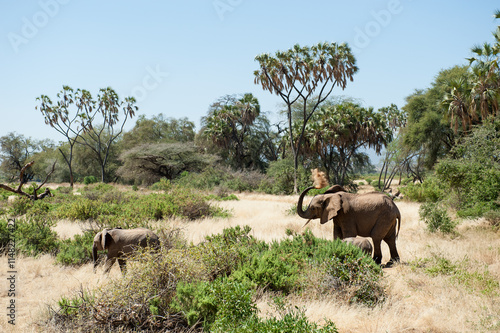 Photography herd of elephants