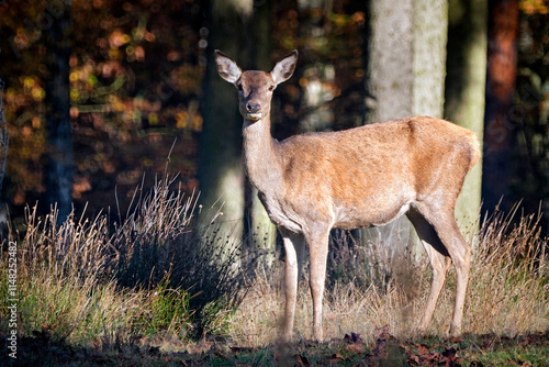 Fototapeta Naklejka Na Ścianę i Meble -  Rothirsch ( Cervus elaphus ).