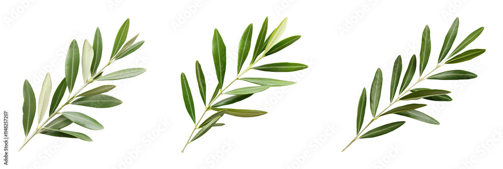 Fototapeta premium Fresh olive branches with lush green leaves
