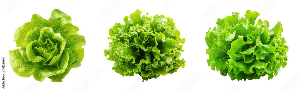 Fresh varieties of green lettuce on a black background Fresh varieties of green lettuce on a black background