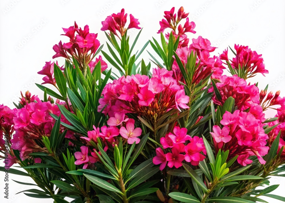 Fototapeta premium Oleander Blossom Portrait Photography, 3D Rendered Pink Flowers, Isolated Nerium Oleander Image