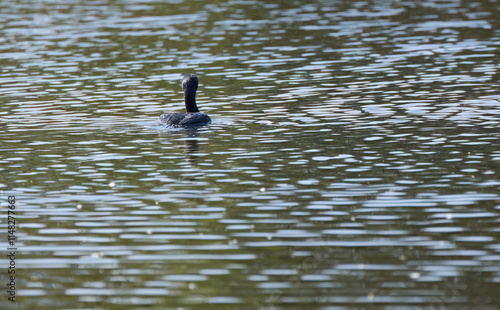 Cormorant from behind in the lake, cormorant between light waves, cormorant in the pond, the water shimmers green and blue, water bird swims on the lake