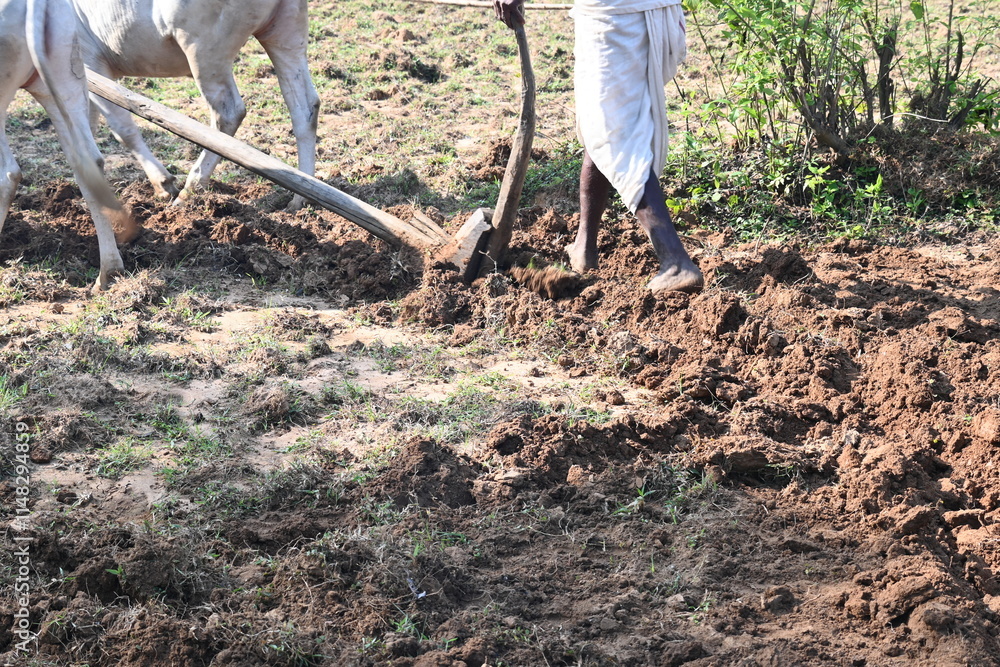 Fototapeta premium Farmer running a Wooden plow in his field. The farmer is preparing his field for sowing. A old indian farmer running a plow with an ox. Agriculture activity.