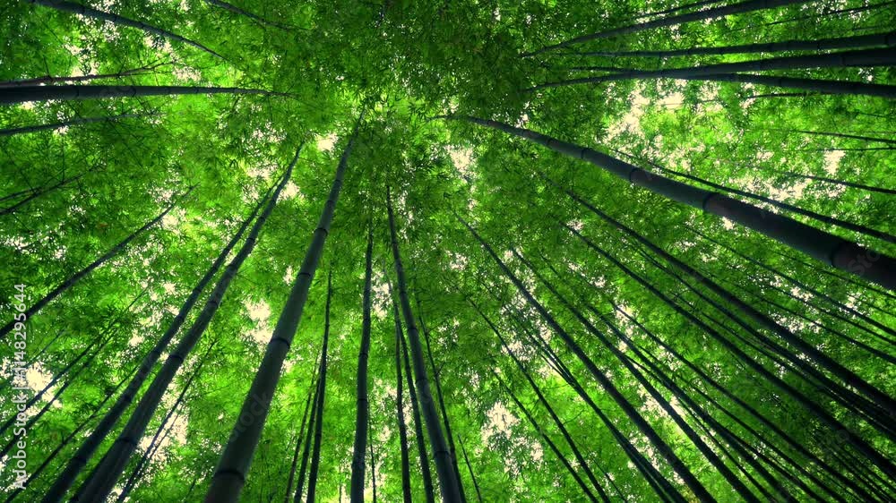 a bamboo forest in Mu Cang Chai. The tall, slender bamboo shoots stretch towards the sky, surrounded by lush green leaves and sunlight. a bamboo forest in Mu Cang Chai. The tall, slender bamboo shoots stretch towards the sky, surrounded by lush green leaves and sunlight.