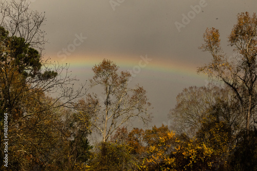 Rainy day rainbow above the forest photo