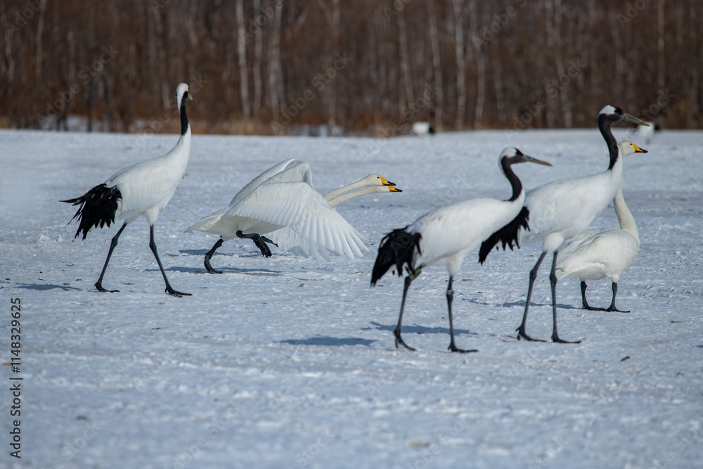 Swan birds (Cygnus cygnus) at Lake Kussharo in Hokkaido, Japan.