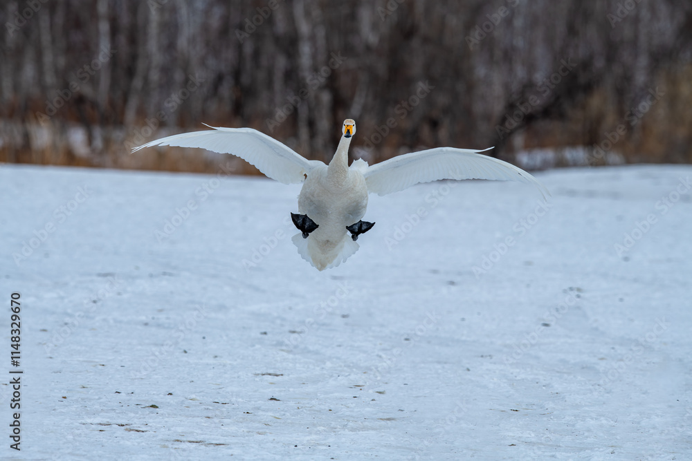 Swan birds (Cygnus cygnus) at Lake Kussharo in Hokkaido, Japan.