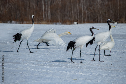 Obraz na płótnie Swan birds (Cygnus cygnus) at Lake Kussharo in Hokkaido, Japan. w salonie