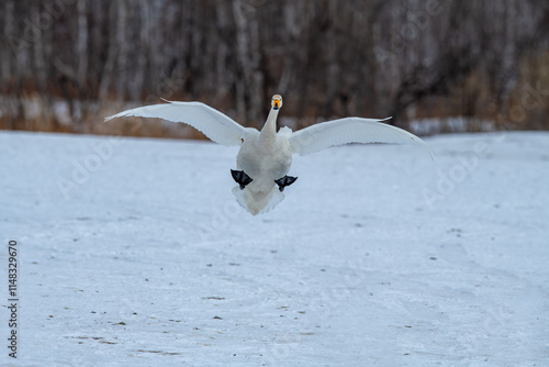 Obraz na płótnie Swan birds (Cygnus cygnus) at Lake Kussharo in Hokkaido, Japan. w salonie